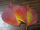 f0139520_23382713.jpg