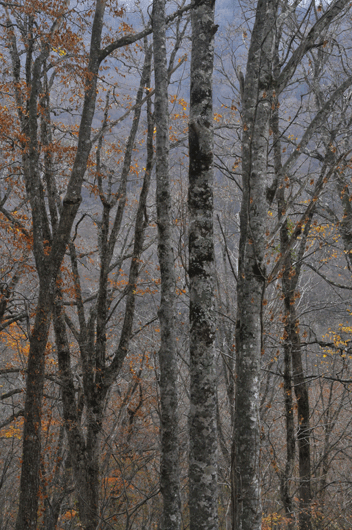 c0093046_7212484.gif