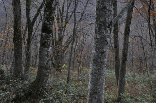c0093046_7213984.gif