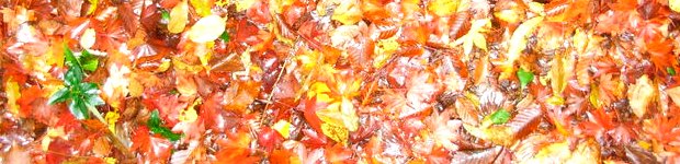 c0171349_9144921.jpg