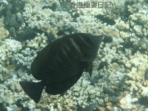 f0190653_9212153.gif