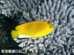 f0190653_92198.gif