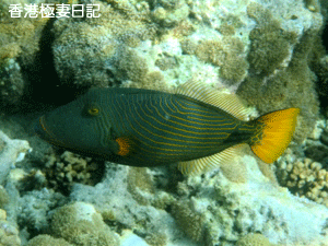 f0190653_9225149.gif