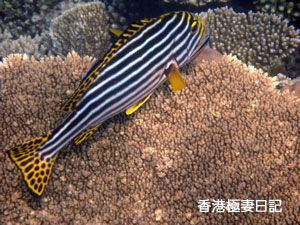 f0190653_922982.jpg