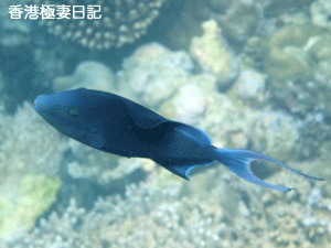 f0190653_9234378.gif