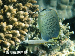 f0190653_9242338.gif