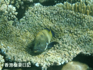 f0190653_9245296.gif