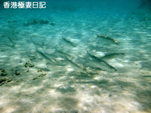 f0190653_9253869.jpg