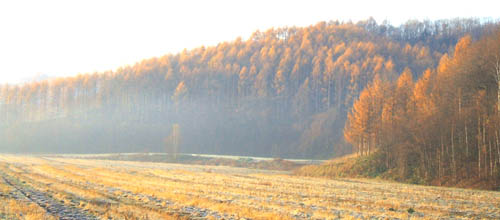c0097856_139060.jpg