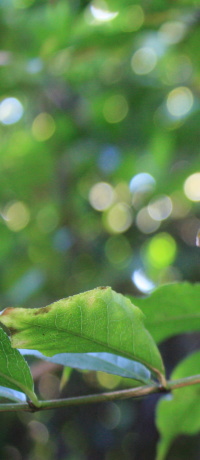 d0042157_0183771.jpg