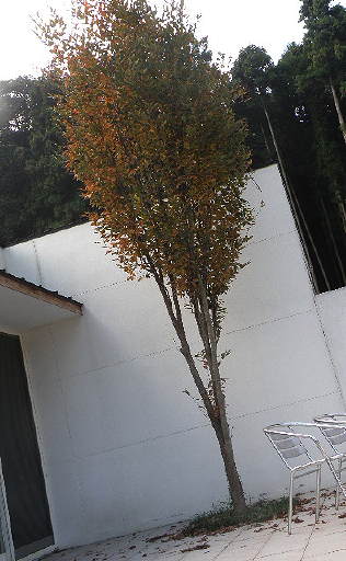 e0184558_8213677.jpg