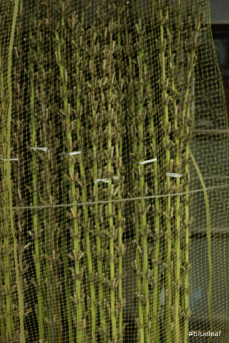 c0027369_1774374.jpg