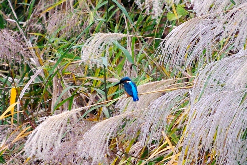 c0125596_1901418.jpg