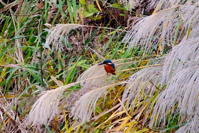 c0125596_1921397.jpg