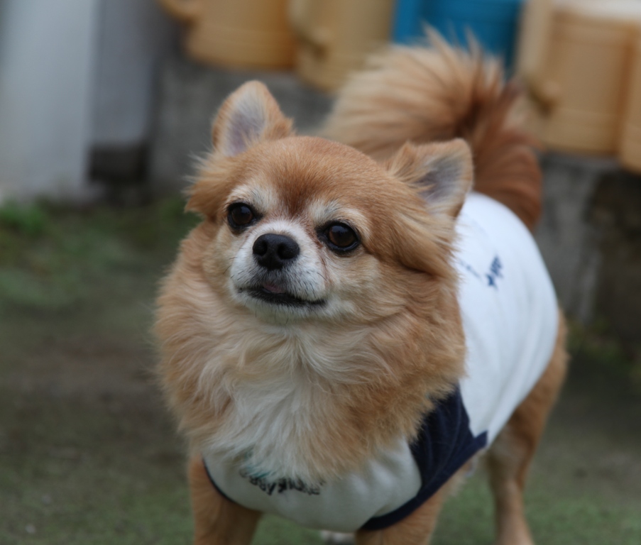 c0041207_17383366.jpg