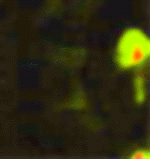 e0103408_6102639.gif