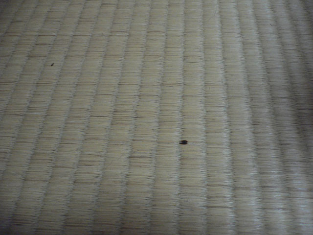 d0059230_8594515.jpg