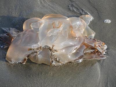 f0186040_0552364.jpg
