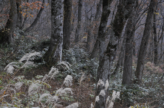 c0093046_7384788.gif