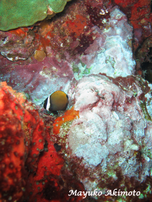 e0027447_18323455.jpg