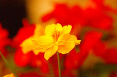 a0117858_2054936.jpg