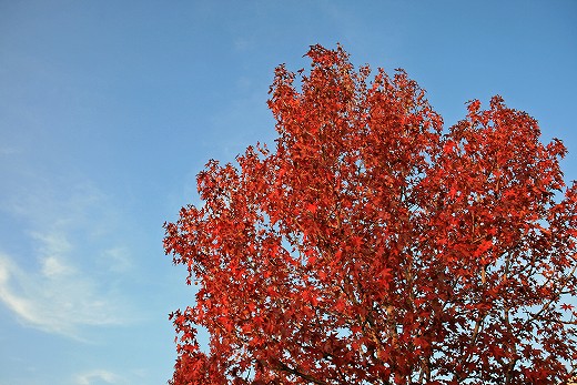 e0190885_18224475.jpg