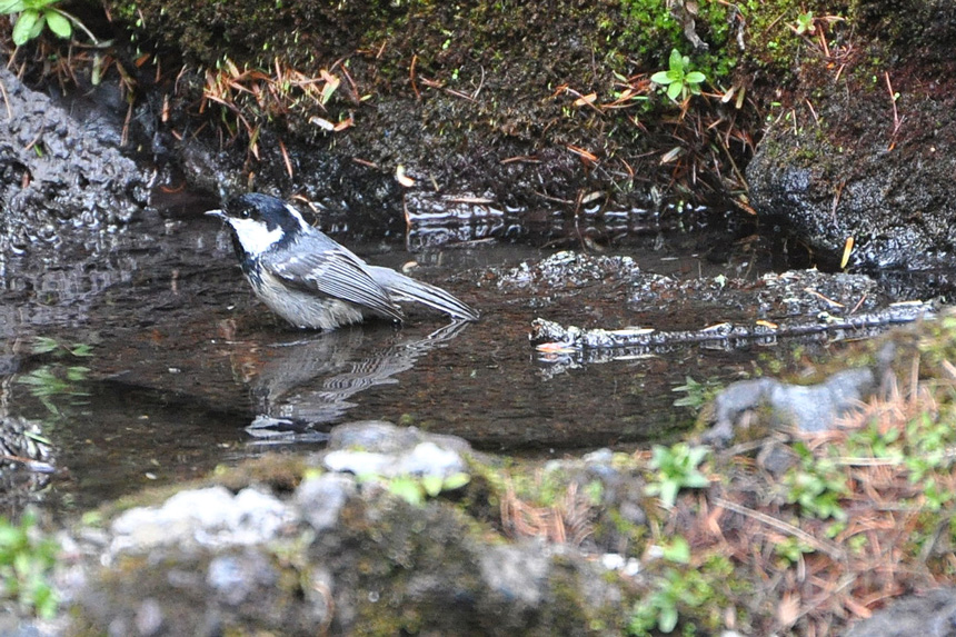b0175397_14192655.jpg