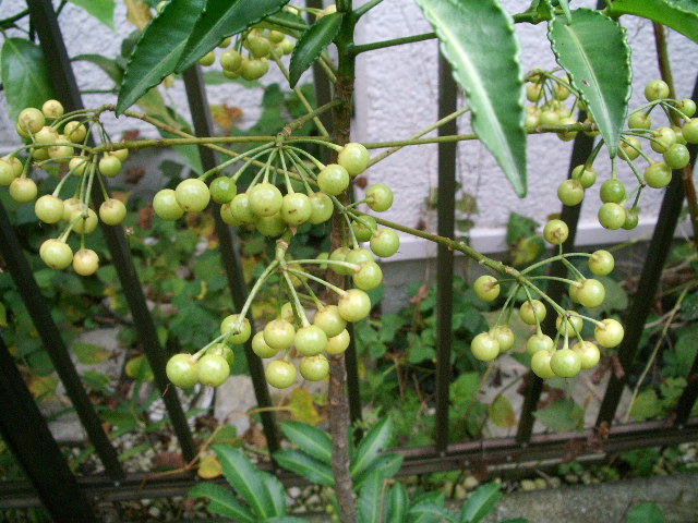 e0025300_9512714.jpg