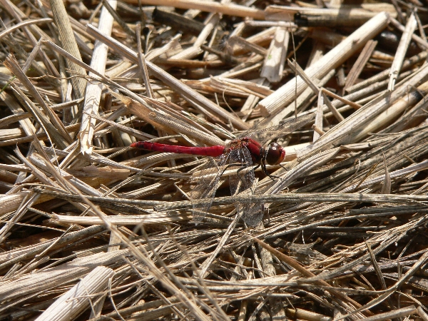 e0002314_19174020.jpg