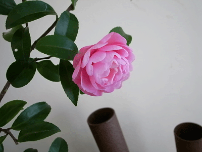 a0108837_11114881.gif