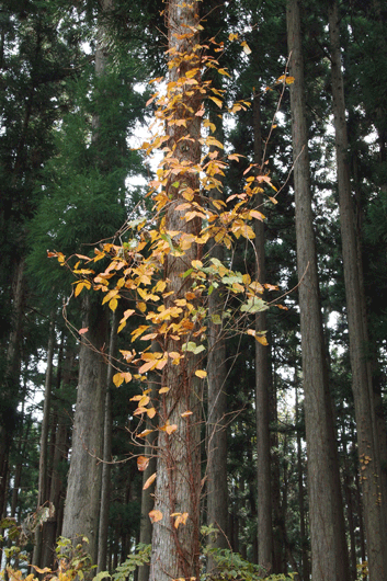 c0093046_7342250.gif