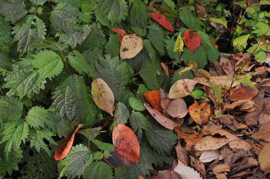 c0093046_734248.gif