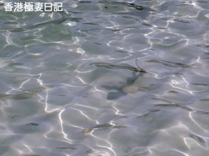 f0190653_9215735.gif