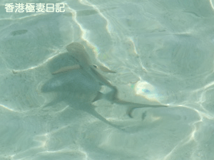 f0190653_9252163.gif
