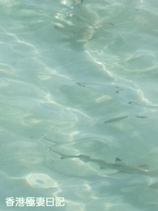 f0190653_9254124.gif