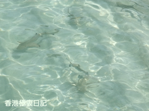 f0190653_9255447.gif