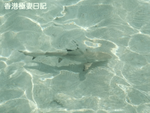 f0190653_9262374.gif