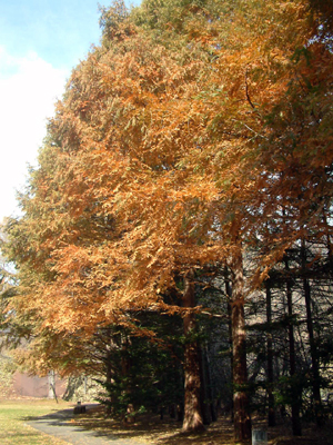 c0050264_1210162.jpg