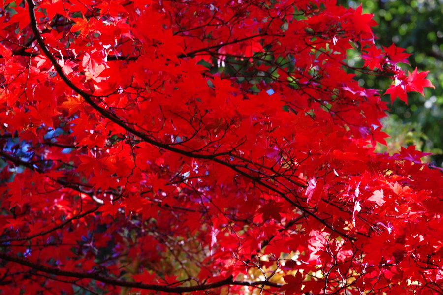 b0083779_17254739.jpg
