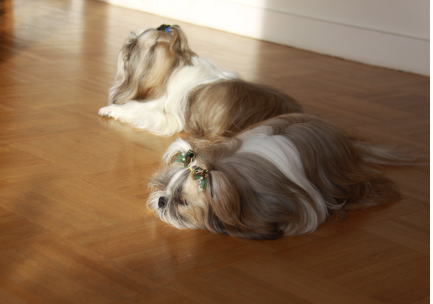 c0090198_4251356.jpg