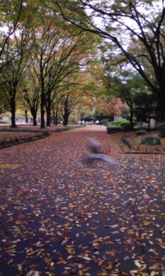 e0009714_7502974.jpg