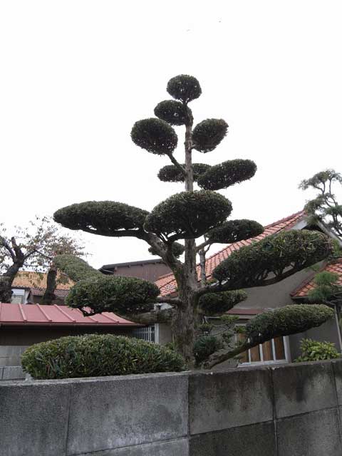e0049318_1419567.jpg
