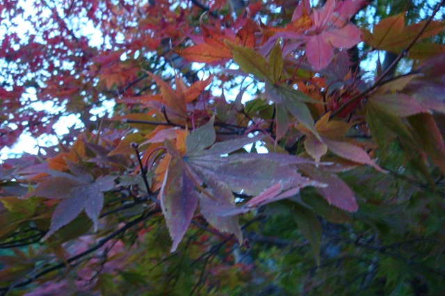 a0046339_1220452.jpg
