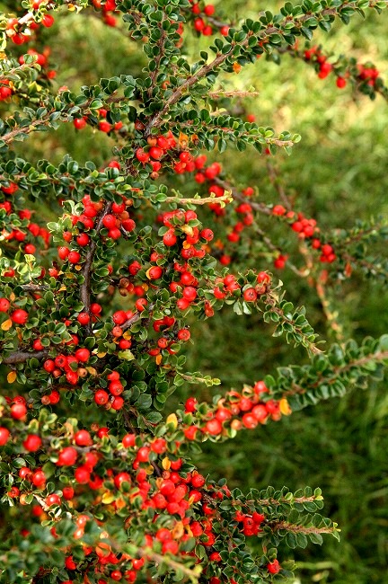 d0141239_2232880.jpg