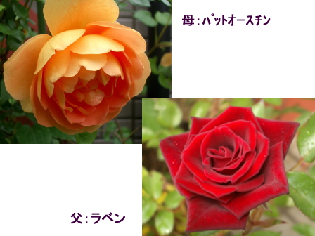 c0025140_11205114.jpg