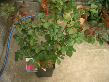 c0025140_11214635.jpg