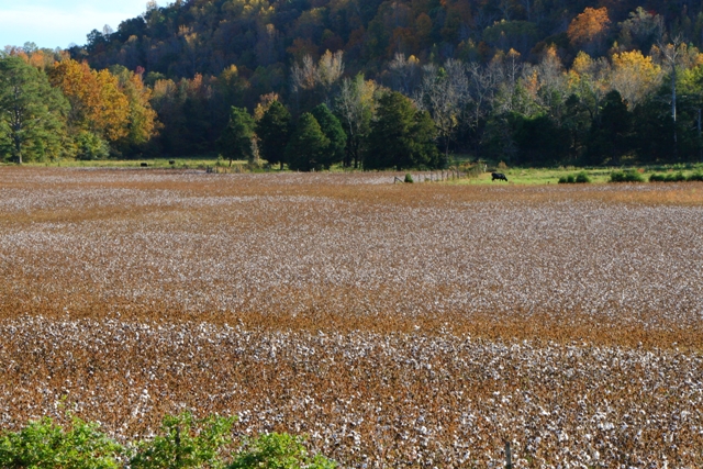 d0145790_5462950.jpg