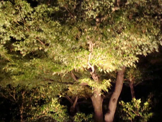a0046339_18982.jpg