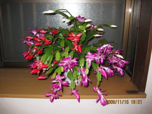 f0190942_18403361.jpg