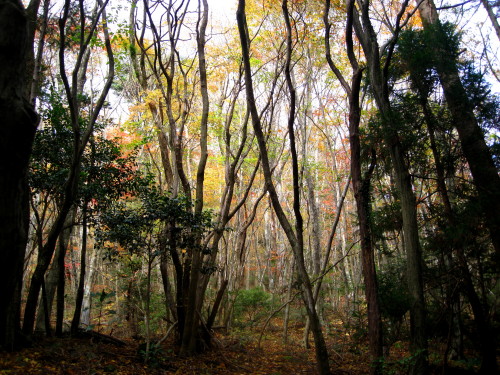 c0179351_19314100.jpg